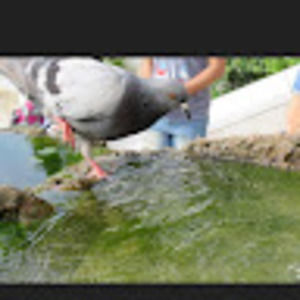 Meet your Posher, Lemon